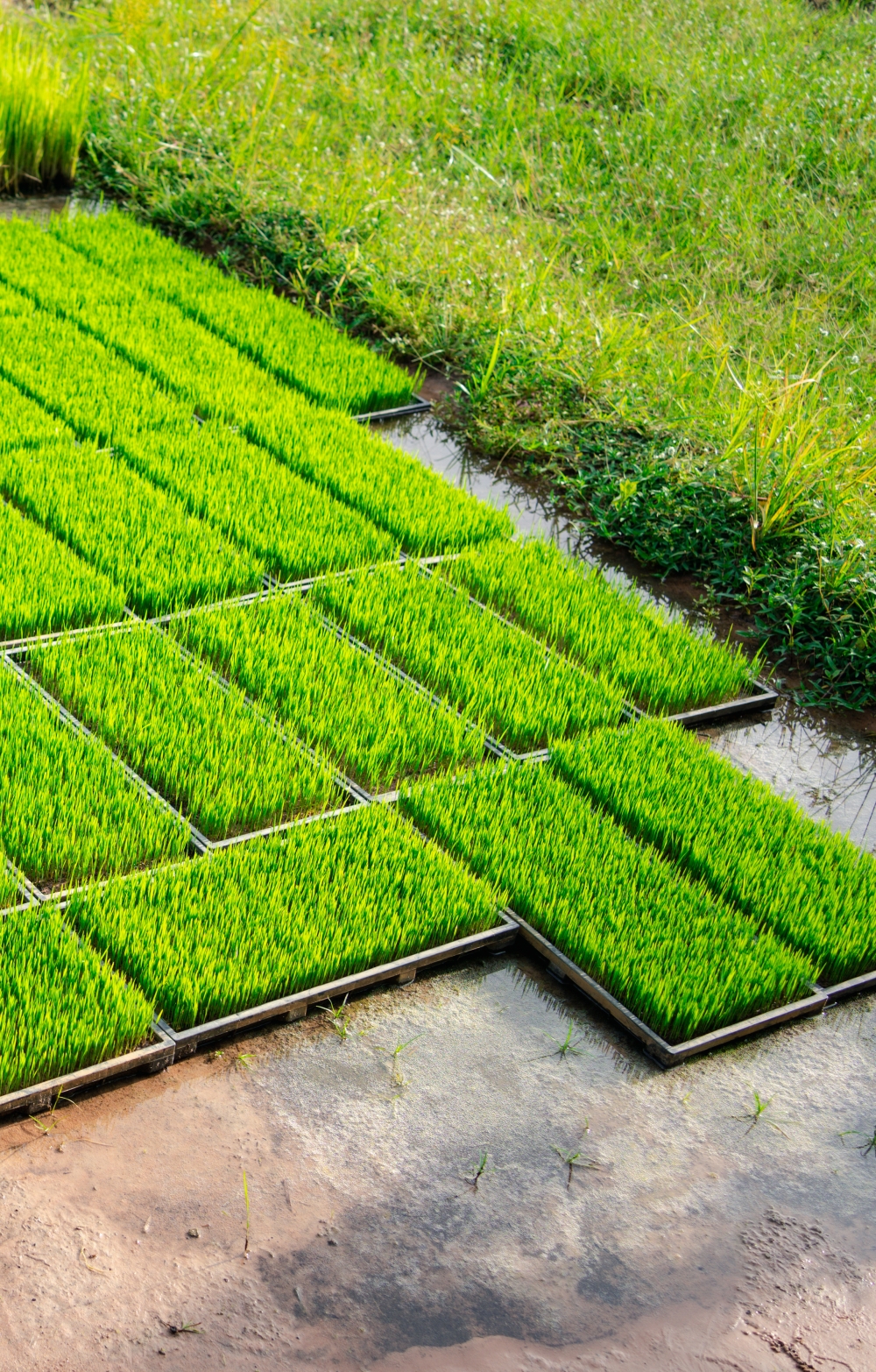 Rice plantations
