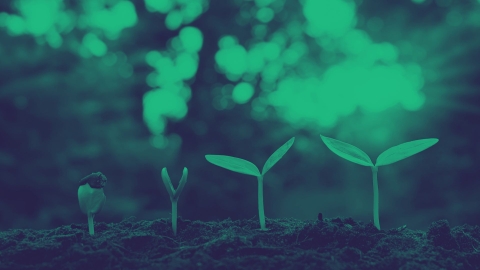 Green shoots