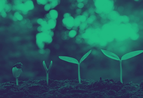 green shoots