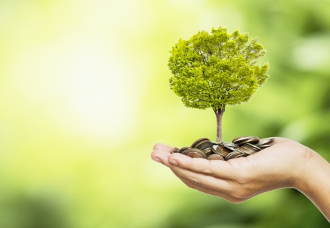 Hand holding a tree
