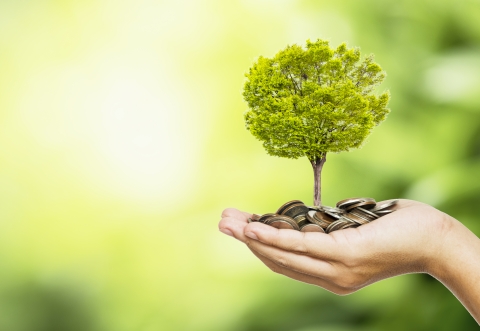hand holding a tree