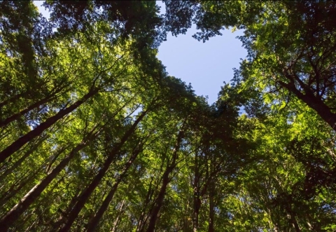 Sustainable finance
